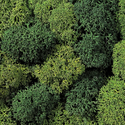 1/87 NOCH LICHEN MOUSSE VERTE PAQUET DE 75G