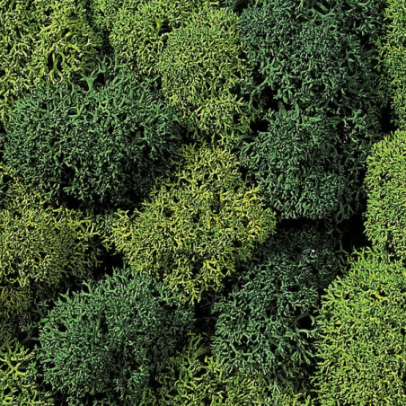 1/87 NOCH LICHEN MOUSSE VERTE PAQUET DE 75G